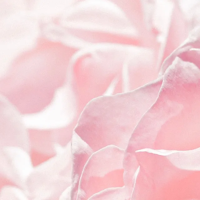 Luxurious Rose Skincare Collection