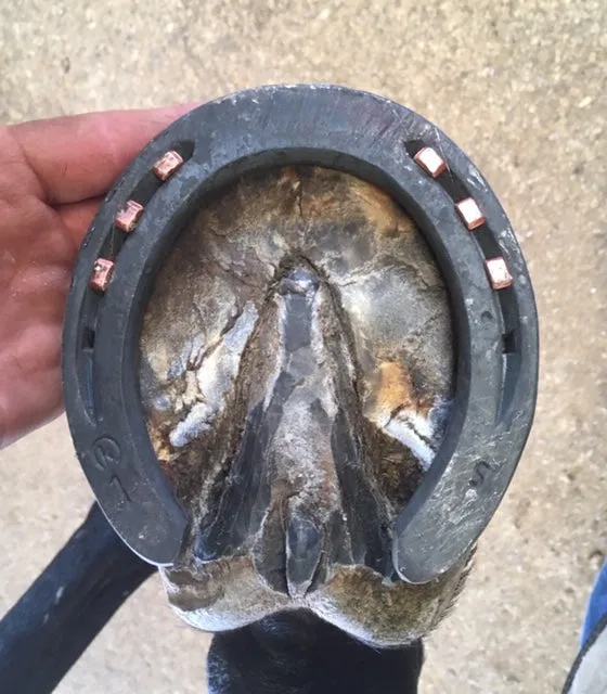 Standard (Kerckhaert) Horseshoes